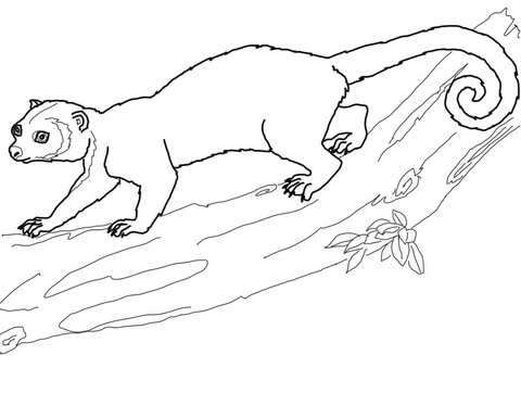 Kinkajou On A Tree Coloring Page